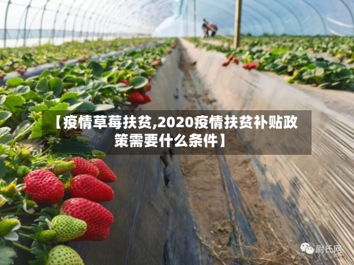 【疫情草莓扶贫,2020疫情扶贫补贴政策需要什么条件】-第2张图片