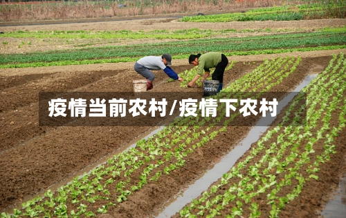 疫情当前农村/疫情下农村-第2张图片