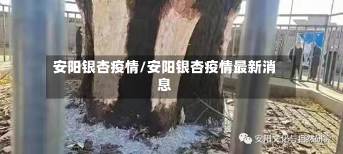 安阳银杏疫情/安阳银杏疫情最新消息-第3张图片