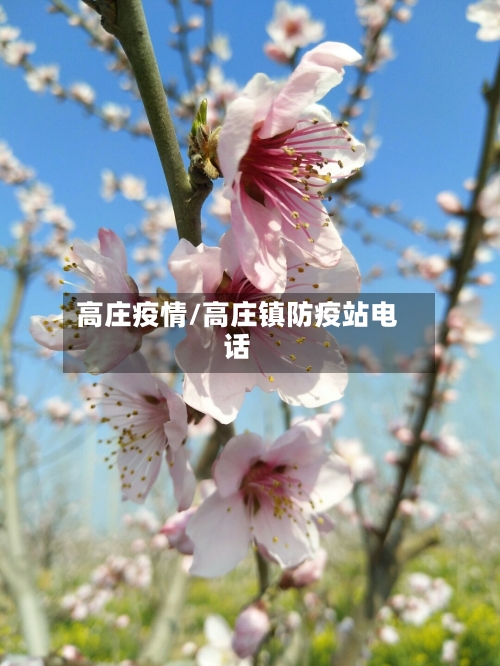 高庄疫情/高庄镇防疫站电话