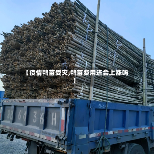 【疫情鸭苗受灾,鸭苗费用还会上涨吗】