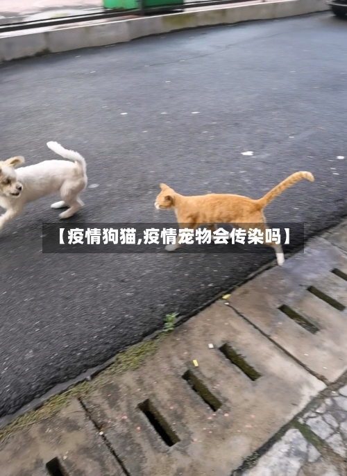 【疫情狗猫,疫情宠物会传染吗】