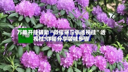 万能开挂辅助“微信拼三张透视挂”透视挂!详细分享装挂步骤-第3张图片