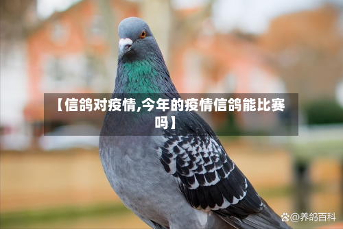 【信鸽对疫情,今年的疫情信鸽能比赛吗】-第3张图片