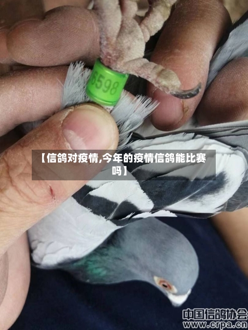 【信鸽对疫情,今年的疫情信鸽能比赛吗】