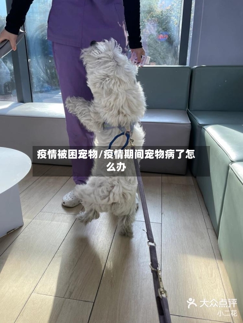 疫情被困宠物/疫情期间宠物病了怎么办-第2张图片
