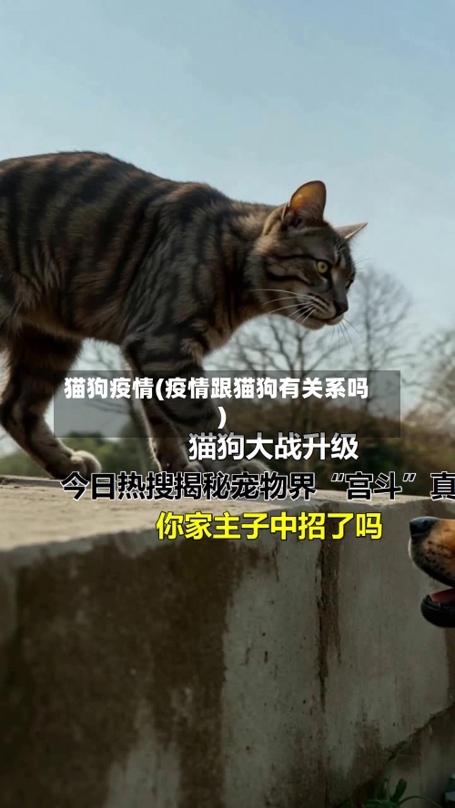 猫狗疫情(疫情跟猫狗有关系吗)-第2张图片